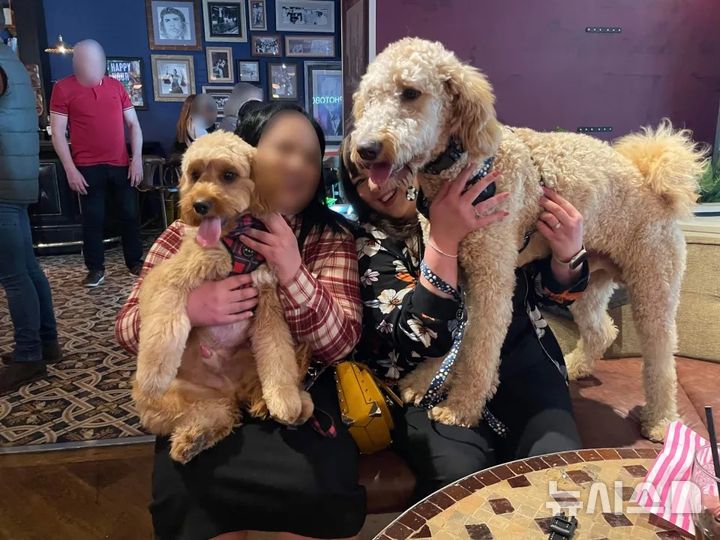 [서울=뉴시스]강세훈 기자, 임채영 인턴기자 = 영국의 한 부부가 작은 코카푸라고 믿고 입양한 강아지가 몸무게 45㎏에 달하는 초대형견으로 자라 화제가 되고 있다. (사진=The Sun) 2025.7.7.  