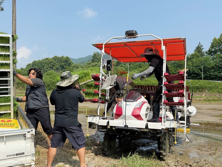 [함양=뉴시스] 함양군 4-H연합회, 가루쌀 공동학습포 운영을 위한 모내기 (사진=함양군 제공) 2025. 07. 08. photo@newsis.com *재판매 및 DB 금지