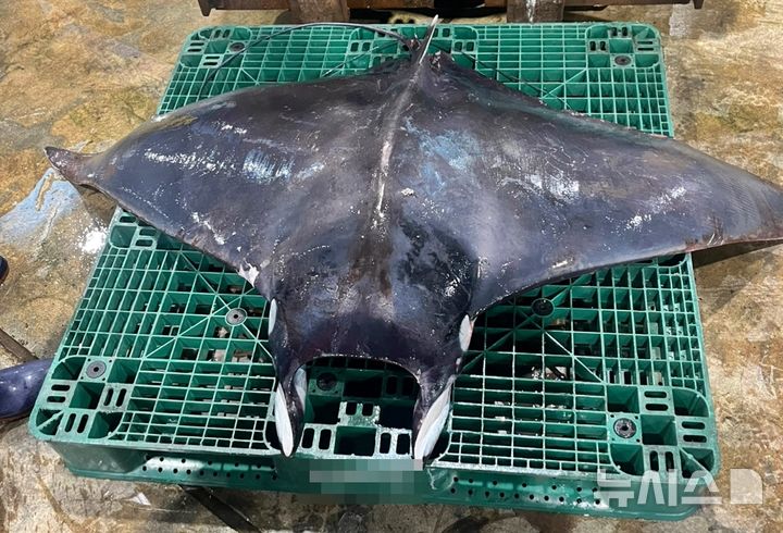 [제주=뉴시스] 8일 제주 모슬포수협에 멸종위기종이자 열대바다에 서식하는 만타가오리가 올라와 있다. 해당 만타가오리는 제주대학교 측에 연구용으로 기증됐다. (사진=독자 제공) 2025.07.08. photo@newsis.com