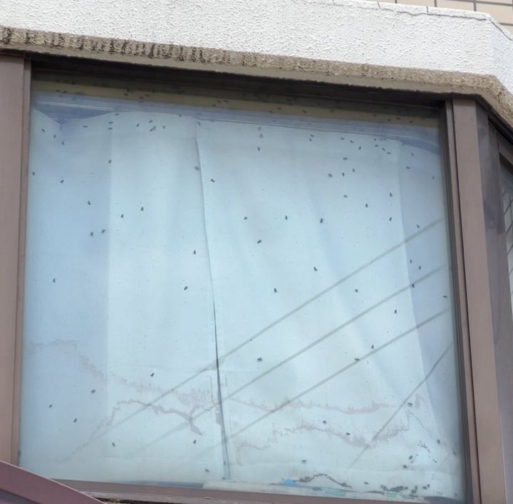 [서울=뉴시스] 일본에 거주하는 한국인의 신고로 고독사 추정 시신이 발견됐다. (사진 = 엑스 캡처) 2025.07.08. *재판매 및 DB 금지