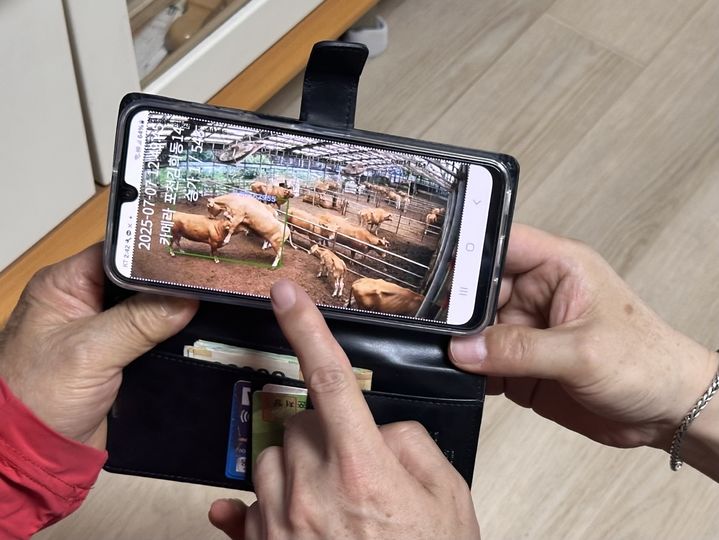 포천시, 한우농가 스마트팜 관리시스템 도입…생산성↑