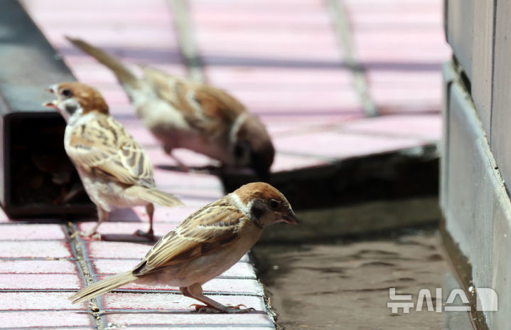 [부산=뉴시스] 하경민 기자 = 부산지역에 폭염특보가 지속된 8일 동구의 한 건물 정원에서 참새들이 물웅덩이에 들어가 더위를 식히고 있다. 2025.07.08. yulnetphoto@newsis.com