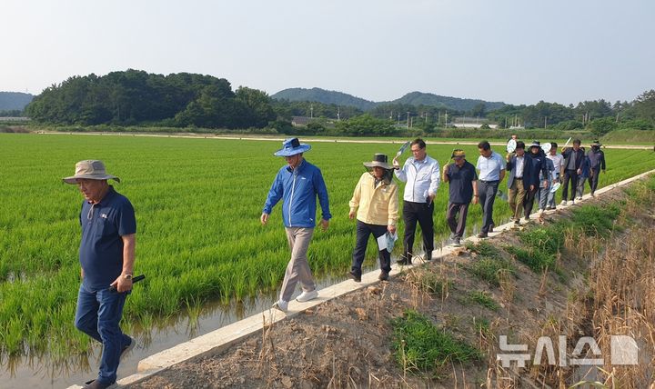 ㈜지금강이엔지는 8일 전남 나주시 동강면 간척 농지에서 진행한 '대규모 마른논 무써레질 이앙·건답직파 신기술'로 재배한 벼 현장 평가회를 통해 대규모 농지의 벼 농사 노동력 절감 방안을 입증했다. (사진=㈜지금강이엔지 제공) photo@newsis.com