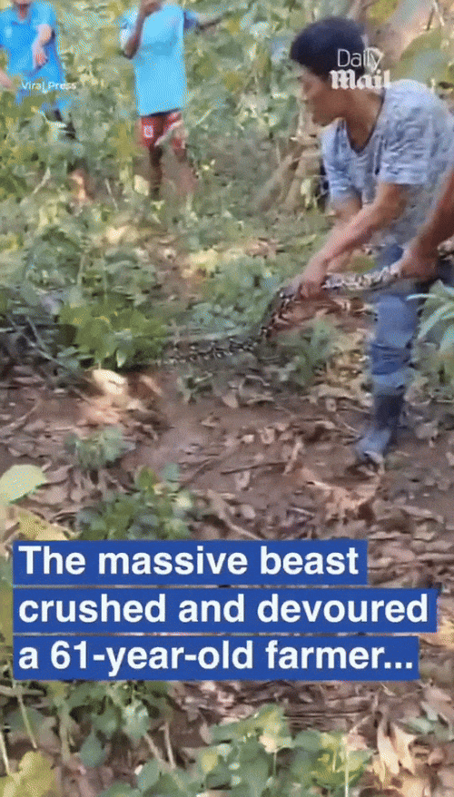 [뉴시스]마을 주민들이 덤불 속에서 배가 불룩한 비단뱀을 꺼내고 있다. (사진=데일리메일) 2025.7.7 *재판매 및 DB 금지 *재판매 및 DB 금지