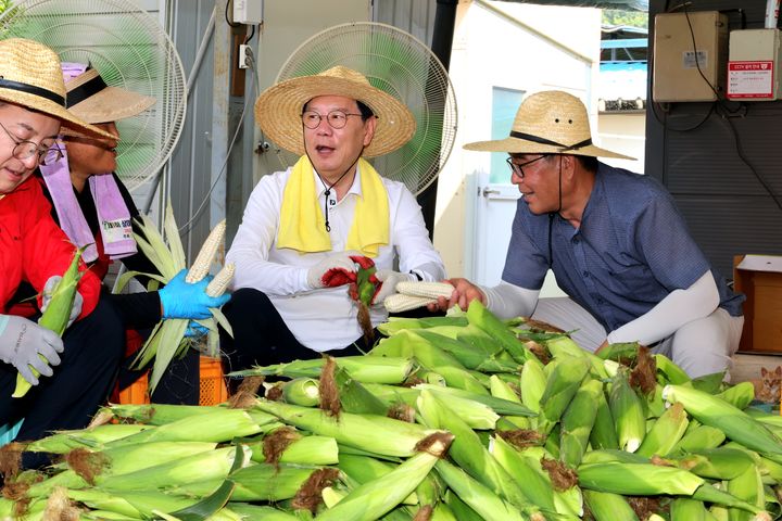[괴산=뉴시스] 9일 충북 괴산군 장연면 한 농가에서 송인헌(가운데) 괴산군수와 농민들이 올해 첫 출하한 대학찰옥수수를 손질하고 있다. (사진=괴산군 제공) 2025.7.9. photo@newsis.com *재판매 및 DB 금지