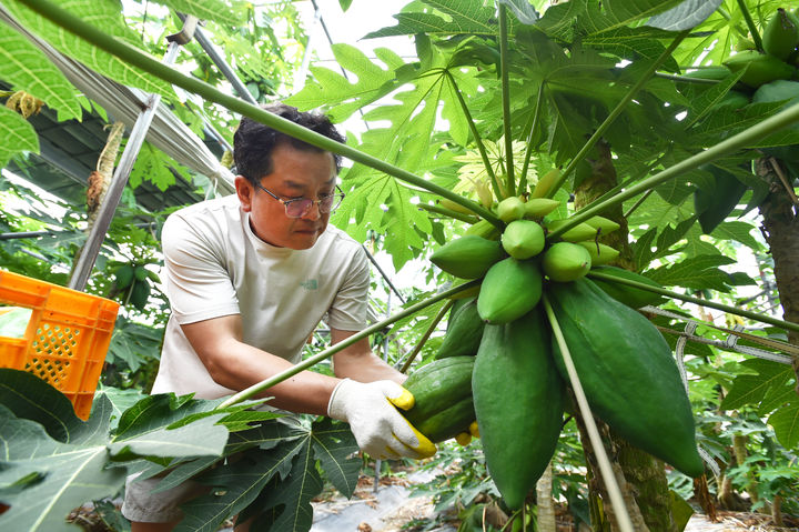 [진주=뉴시스]진주 대곡면 채소용 파파야.(사진=경남농업기술원 제공).2025.07.09.photo@newsis.com *재판매 및 DB 금지