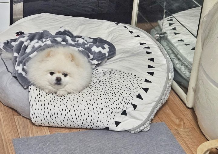 [창원=뉴시스] 강경국 기자 = 잠든 가족 깨워 대형화재 막은 반려견 몽실이(포메라니안 9살, 암컷). (사진=창원소방본부 제공). 2025.07.09. photo@newsis.com *재판매 및 DB 금지