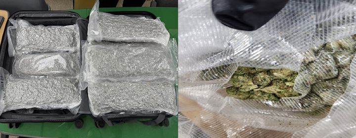 [부산=뉴시스] 해외에서 캐리어에 숨겨 밀수한 대마. (사진=부산지검 제공) 2025.07.09. photo@newsis.com *재판매 및 DB 금지