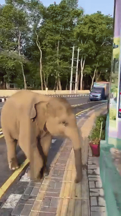 [뉴시스] 아기 코끼리가 수박 조각을 달라고 애교 섞인 모습으로 조르는 장면이 포착돼 화제를 모으고 있다. (사진=hindustantimes) *재판매 및 DB 금지
