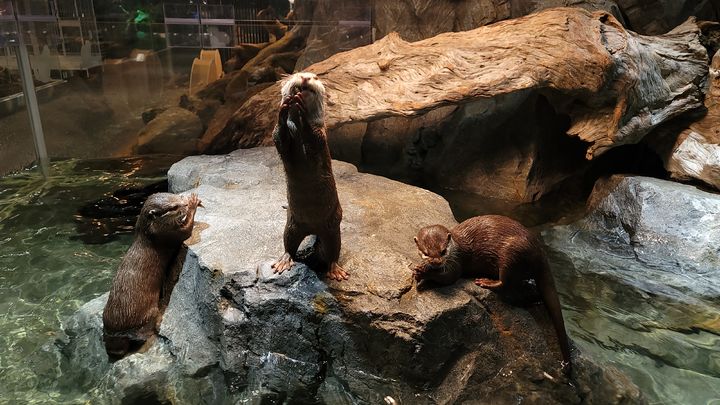 [여수=뉴시스] 전남 여수 디오션리조트 신비동물원. 2025.07.09. photo@newsis.com *재판매 및 DB 금지