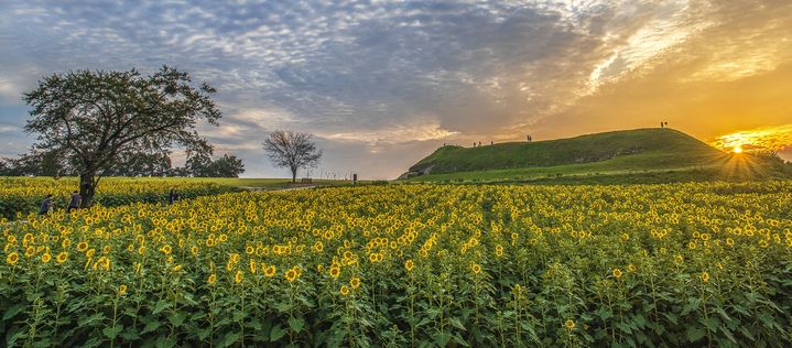 [연천소식]제10회 연천장남 통일바라기 축제 11일 개막 등