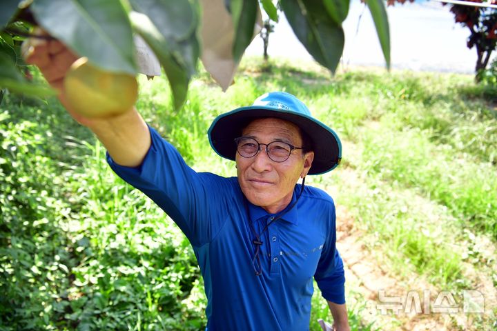 [나주=뉴시스] 35도 안팎 찜통 더위가 2주 가까이 이어지고 있는 9일 오후 전남 나주 금천면 한 배 과수농가에서농가 주인 이일수(68)씨가 일소(햇볕 데임) 피해를 우려해 배 상태를 확인하고 있다. 2025.07.09. lhh@newsis.com