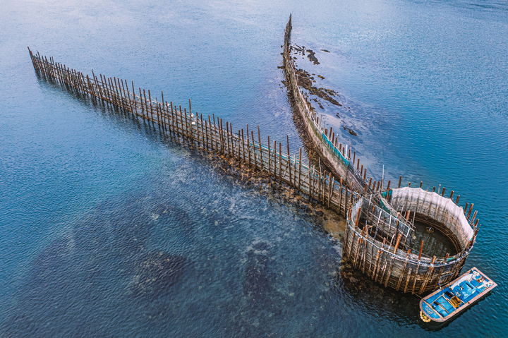 [서울=뉴시스] 해양수산부가 '남해 지족해협 죽방렴어업'이 세계식량농업기구에서 지정하는 세계중요농업유산으로 신규 등재됐다고 9일 밝혔다. ‘남해 지족해협 죽방렴어업’은 남해군 지족해협 일대에서 이루어지는 전통어업이다. 섬과 섬 사이 좁은 바다 물목에 조류가 흘러들어오는 쪽을 향해 V자형으로 말목을 박은 후, 말목과 말목 사이에 촘촘한 대나무 발을 설치해 고기가 물 흐름에 따라 자연스럽게 몰리도록 유도하여 말목 끝에 몰린 고기를 잡는 방식이다. 죽방렴어업은 15세기부터 이루어졌으며, 독특한 바다 환경, 역사적 배경, 문화 활동 등과 연계되어 현재까지 지속 발전했다. 이러한 가치를 인정해 해양수산부는 죽방렴어업을 2015년 국가중요어업유산으로 지정한 바 있다. 사진은 죽방렴. (사진=해양수산수 제공) 2025.07.09. photo@newsis.com *재판매 및 DB 금지