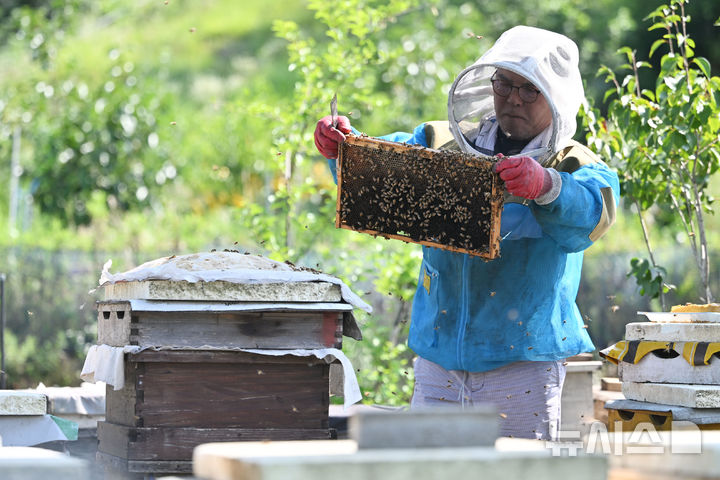 [광주=뉴시스] 이영주 기자 = 식품의약품안전처는 대한민국이 사우디아라비아 식의약 규제기관(SFDA)의 벌꿀 제품 수입 허용국가 목록에 공식 등재됐다고 9일 밝혔다. 지난해 7월 9일 오전 광주 북구 장등동에서 양봉업자가 벌통을 검사하며 더위에 지친 꿀벌들을 관리하고 있다. 사진은 기사와 직접 관련이 없습니다. 2025.07.09. leeyj2578@newsis.com