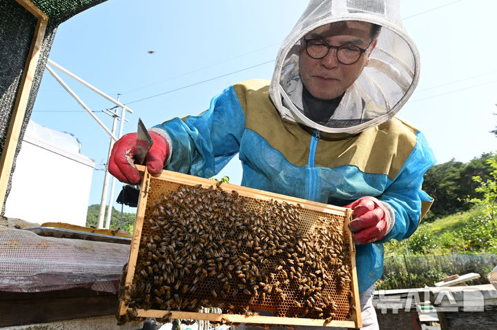 [광주=뉴시스] 이영주 기자 = 광주지역에 폭염특보가 12일째 이어지고 있는 9일 오전 광주 북구 장등동에서 양봉업자 정시명(64)씨가 벌통을 검사하며 더위에 지친 꿀벌들을 관리하고 있다. 2025.07.09. leeyj2578@newsis.com