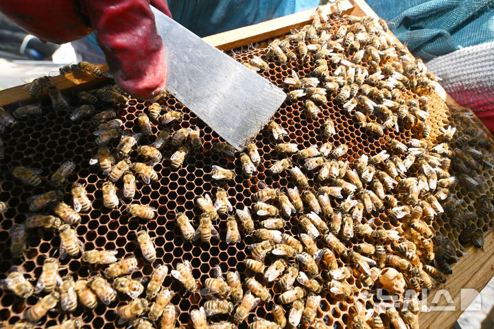 [광주=뉴시스] 이영주 기자 = 광주지역에 폭염특보가 12일째 이어지고 있는 9일 오전 광주 북구 장등동에서 양봉업자 정시명(64)씨가 벌통을 검사하며 더위에 지친 벌들을 관리하고 있다. 벌통에 붙은 벌들이 힘을 잃은 채 둔하게 움직이고 있다. 2025.07.09. leeyj2578@newsis.com