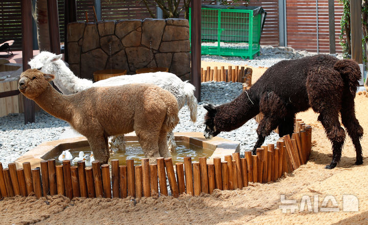 [서귀포=뉴시스] 우장호 기자 = 폭염이 기승을 부리는 9일 제주 서귀포시 안덕면 신화월드 테마파크 내 모모쥬 동물원에서 낙타과 라마속에 속하는 포유류 알파카가 물 속에 들어가 더위를 식히고 있다. 2025.07.09. woo1223@newsis.com