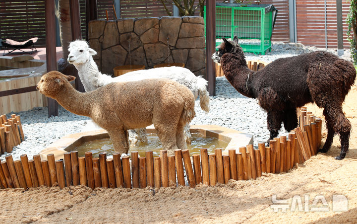 [서귀포=뉴시스] 알파카. (사진=뉴시스 DB). photo@newsis.com