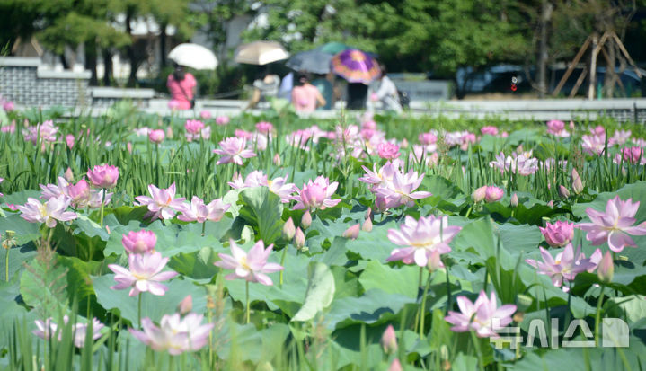 [전주=뉴시스] 김얼 기자 = 한여름 무더위가 이어지고 있는 9일 전북 전주시 덕진공원에 연꽃이 만개해 있다. 2025.07.09. pmkeul@newsis.com