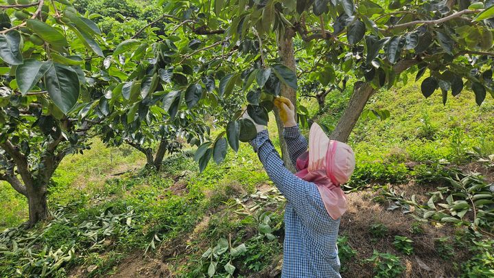 [진주=뉴시스]진주시, 과수 햇볕 데임(일소) 피해 예방 관리 철저 당부.(사진=진주시 제공).2025.07.10.photo@newsis.com *재판매 및 DB 금지