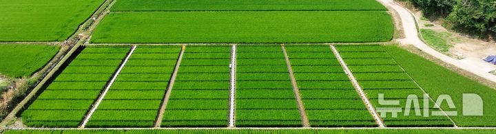 [여주=뉴시스]여주쌀 신품종 표준재배법 확립을 위한 재배시험장(사진=여주시 제공)2025.07.10.photo@newsis.com