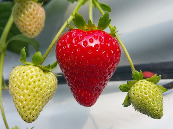 [세종=뉴시스] 농촌진흥청은 오는 16일 강원 평창군 국립식량과학원 고령지농업연구소에서 '국산 여름딸기 우수계통 현장 평가회'를 개최한다고 10일 밝혔다. 사진은 국산 여름딸기 사계성 품종 '미하'. (사진=농진청 제공) 2025.07.10. photo@newsis.com *재판매 및 DB 금지