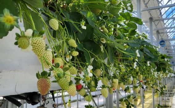 [세종=뉴시스] 농촌진흥청은 오는 16일 강원 평창군 국립식량과학원 고령지농업연구소에서 '국산 여름딸기 우수계통 현장 평가회'를 개최한다고 10일 밝혔다. 사진은 국산 여름딸기 사계성 품종 후보계통 '22-2-18'. (사진=농진청 제공) 2025.07.10. photo@newsis.com *재판매 및 DB 금지