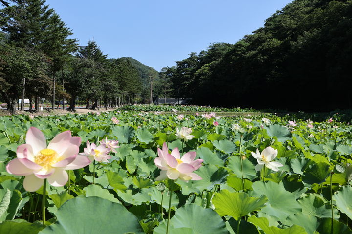 보은 속리산 연꽃단지(사진=보은군 제공) *재판매 및 DB 금지