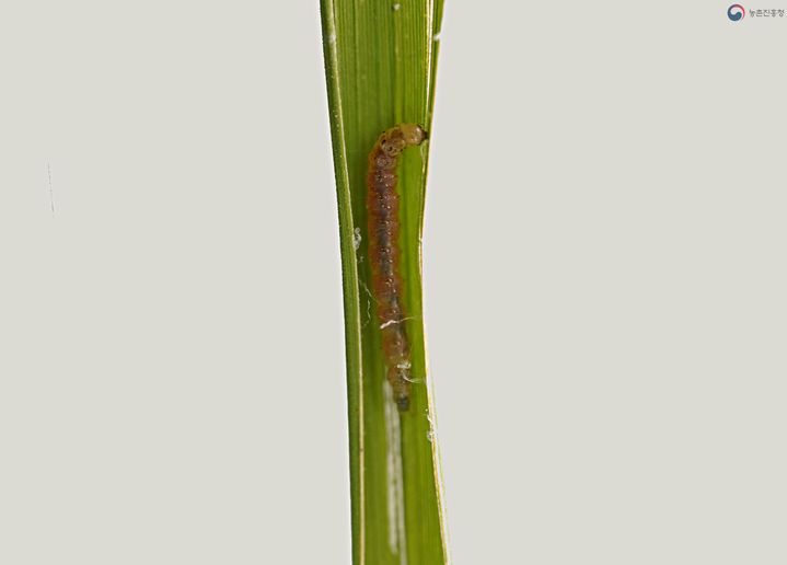 [영암=뉴시스]혹명나방 애벌레. *재판매 및 DB 금지