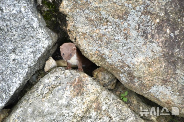 [서울=뉴시스] 지리산국립공원에서 포착된 무산쇠족제비