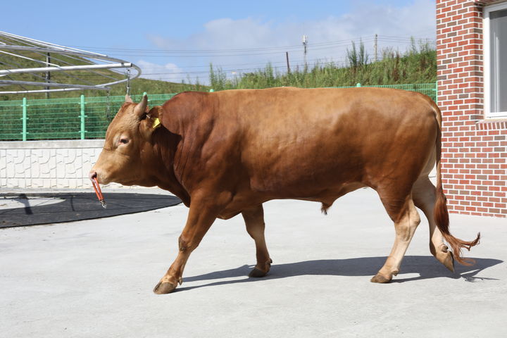 [세종=뉴시스] 농촌진흥청은 우리나라에서 자체 보존·육종한 한우, 산청흑돼지, 진도개 황구 등 6축종 15자원이 국제연합 식량농업기구(FAO)의 가축다양성정보시스템(DAD-IS)에 새로 등록됐다고 10일 밝혔다. 사진은 한우. (사진=농진청 제공) 2025.07.10. photo@newsis.com *재판매 및 DB 금지