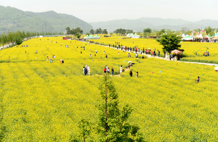 [창녕=뉴시스] 사진은 지난해 창녕낙동강유채축제 유채밭과 관광객 모습. (사진=창녕군 제공) 2025.07.10. photo@newsis.com *재판매 및 DB 금지