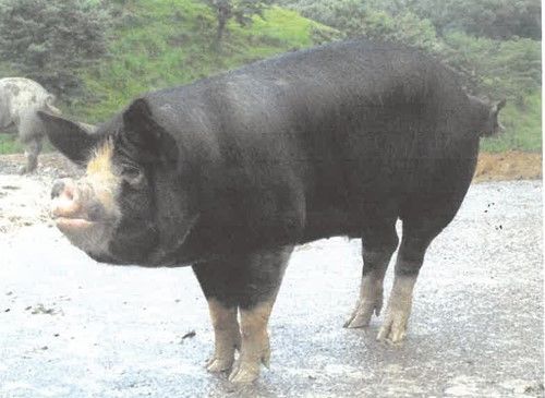 [세종=뉴시스] 농촌진흥청은 우리나라에서 자체 보존·육종한 한우, 산청흑돼지, 진도개 황구 등 6축종 15자원이 국제연합 식량농업기구(FAO)의 가축다양성정보시스템(DAD-IS)에 새로 등록됐다고 10일 밝혔다. 사진은 산청흑돼지. (사진=농진청 제공) 2025.07.10. photo@newsis.com *재판매 및 DB 금지