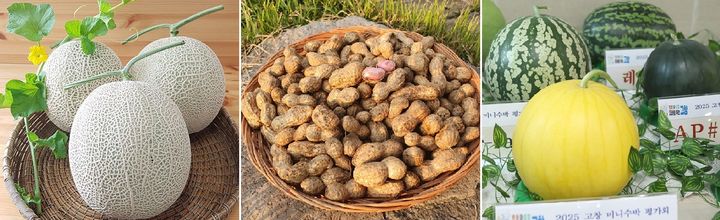 [고창=뉴시스] 고창멜론, 고창땅콩, 고창미니수박. *재판매 및 DB 금지