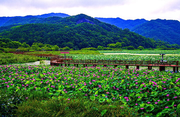 [합천=뉴시스] 홍련과 백련으로 덮인 정양늪생태공원의 여름 풍경(김도형 작가) (사진=합천군 제공) 2025. 07. 10. photo@newsis.com  *재판매 및 DB 금지