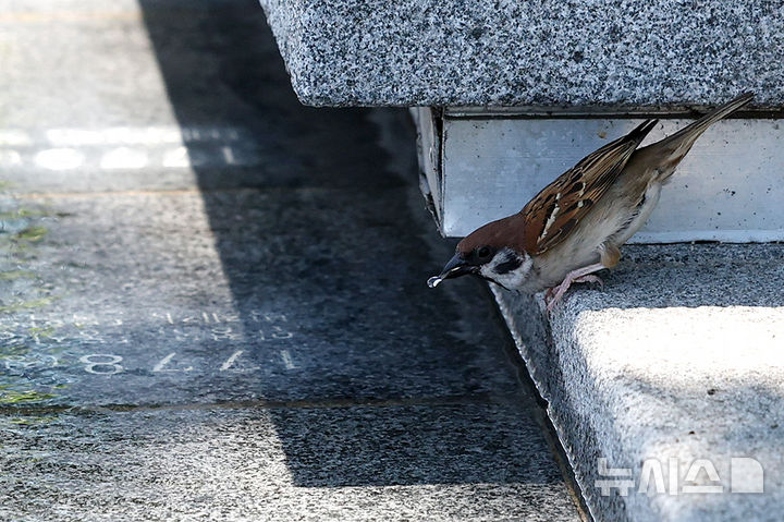 [서울=뉴시스] 조성우 기자 = 폭염이 계속되는 10일 서울 종로구 광화문광장 분수에서 참새가 물을 마시고 있다. 2025.07.10. xconfind@newsis.com