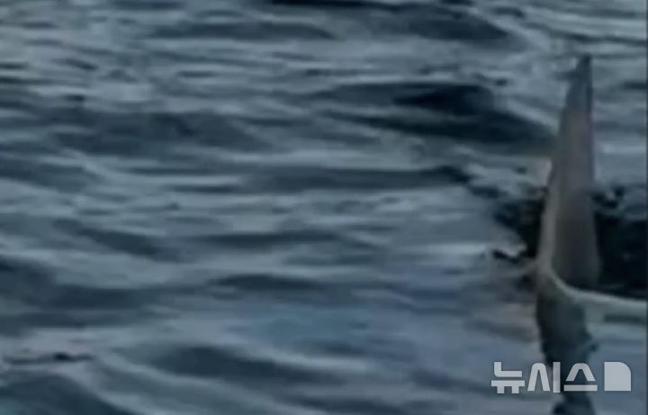 [뉴시스]미국 매사추세츠 바다에서 패들보드를 타던 두 대학생이 코 앞에서 상어 지느러미를 맞닥뜨려 놀라움을 자아냈다. (사진=뉴욕포스트) 