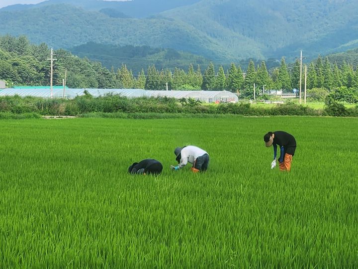 [진주=뉴시스]경남도농업기술원, 벼 병해충 예찰 모습.(사진=경남농업기술원 제공).2025.07.11.photo@newsis.com *재판매 및 DB 금지