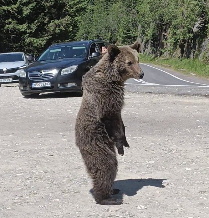 [서울=뉴시스] 루마니아를 여행하던 한 이탈리아 여성이 야생곰의 습격을 받아 숨지는 안타까운 사고가 발생했다. (사진=오마르 파랑 진 페이스북 갈무리) 2025.07.11 *재판매 및 DB 금지