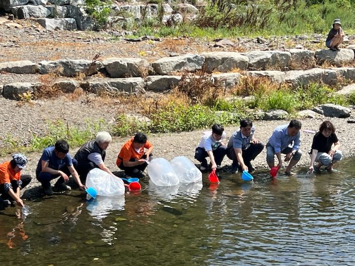 [청주=뉴시스] 충북 청주시 직원들이 11일 상당구 미원면 달천에 쏘가리 치어를 방류하고 있다. (사진=청주시 제공) 2025.07.11. photo@newsis.com *재판매 및 DB 금지