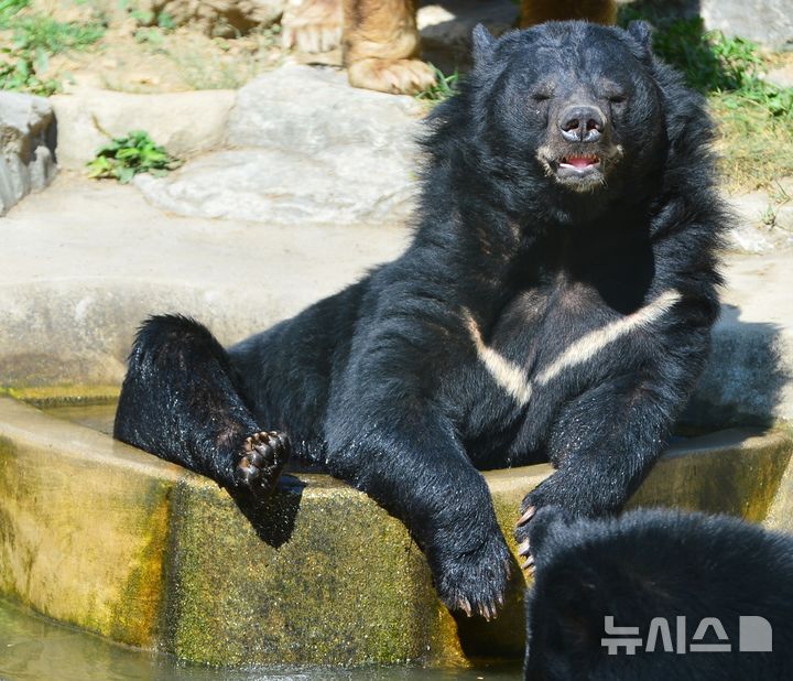 [청주=뉴시스] 서주영 기자 = 12일 오전 충북 청주동물원에서 반달가슴곰이 물 웅덩이에 들어가 더위를 식히고 있다. 2025.07.12. juyeong@newsis.com