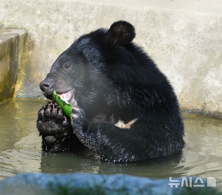 [청주=뉴시스] 서주영 기자 = 12일 오전 충북 청주동물원에서 반달가슴곰이 수박을 먹으며 더위를 식히고 있다. 2025.07.12. juyeong@newsis.com