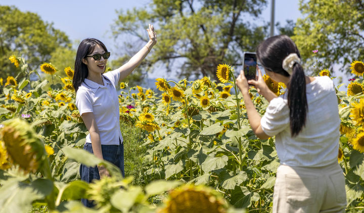 [칠곡=뉴시스] 칠곡군청 기획감사실 허경음 주무관(왼쪽)과 김현정 주무관이 만개한 해바라기를 배경으로 사진을 찍으며 즐거워하고 있다. (사진=칠곡군 제공) 2025.07.13 photo@newsis.com *재판매 및 DB 금지