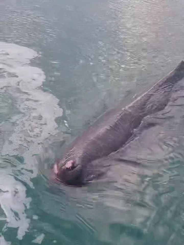 [울산=뉴시스] 박수지 기자 = 13일 오전 부산 기장군 연화리 대변항에 나타난 새끼 행고래. (사진=울산해양경찰서 제공) 2025.07.13. photo@newsis.com *재판매 및 DB 금지