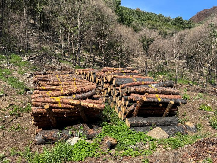 [대전=뉴시스] 경북 산불피해지서 피해목을 제거한 뒤 모아 둔 모습.(사진=산림청 제공) *재판매 및 DB 금지