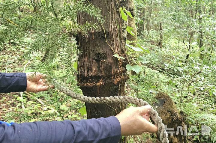 [제주=뉴시스] 임재영 기자 = 13일 오후 제주 서귀포시 남원읍 수악 남쪽 방향 탐방로 구간에 설치한 밧줄이 나무를 깊게 옥죄어 생육에 지장을 주고 있다. 2025.07.14. ijy788@newsis.com