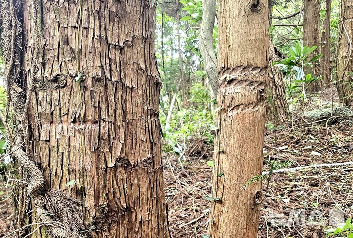 [제주=뉴시스] 임재영 기자 = 13일 오후 제주 서귀포시 남원읍 수악 남쪽 방향 탐방로 구간에 설치한 밧줄이 나무를 깊게 옥죄어 생육에 지장을 주고 있다. 2025.07.14. ijy788@newsis.com