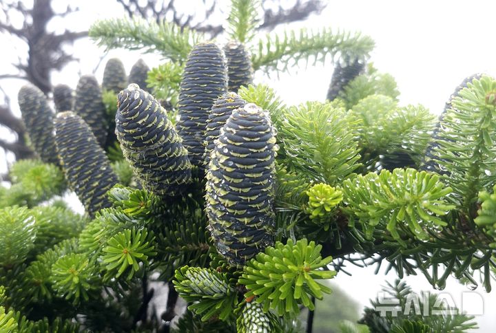 [제주=뉴시스] 임재영 기자 = 12일 오전 한라산 백록담분화구 서북벽 전망대 부근에 있는 구상나무 암꽃(암구화수)이 열매형태로 성장한 모습. 2025.07.14. ijy788@newsis.com