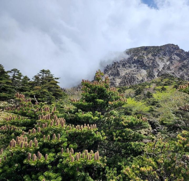 [제주=뉴시스] 한라산 구상나무 2022년 암꽃 모습. (사진=제주도 제공) 2025.07.14. photo@newsis.com *재판매 및 DB 금지