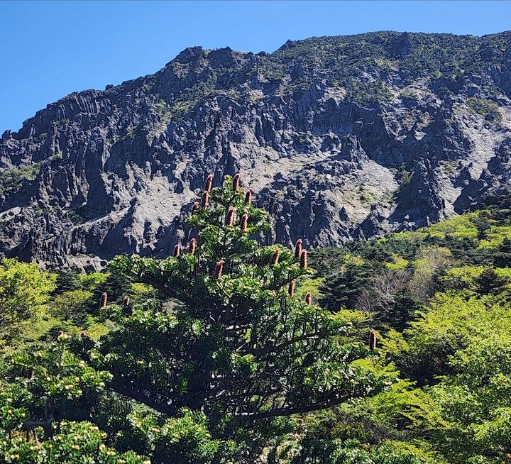 [제주=뉴시스] 한라산 구상나무 2024년 암꽃 모습. (사진=제주도 제공) 2025.07.14. photo@newsis.com&nbsp;&nbsp;&nbsp;&nbsp; *재판매 및 DB 금지